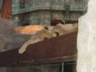 sleepinglions2_small.jpg